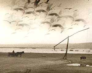 A DINU LAZAR PICTURE