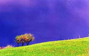 A DINU LAZAR PICTURE