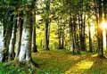DINU LAZAR - landscape photography