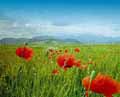 DINU LAZAR - landscape photography